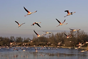 Images Dated 27th March 2007: Greater Flamingo - in flight - Parc Ornithologique du Pont de Gau - Saintes Maries de la mer