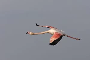 Images Dated 18th March 2007: Greater Flamingo - in flight - Parc Ornithologique du Pont de Gau - Saintes Maries de la mer