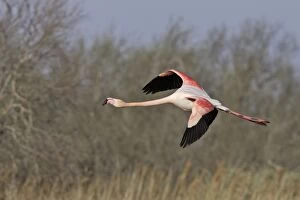 Images Dated 18th March 2007: Greater Flamingo - in flight - Parc Ornithologique du Pont de Gau - Saintes Maries de la mer