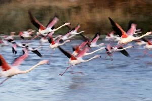 Images Dated 27th March 2007: Greater Flamingo - in flight - Parc Ornithologique du Pont de Gau - Saintes Maries de la mer