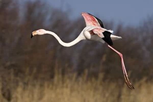 Images Dated 28th February 2006: Greater Flamingo - in flight - Saintes Marie de la Mer - Camargue - France