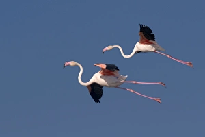 Images Dated 28th February 2006: Greater Flamingo - in flight - Saintes Marie de la Mer - Camargue - France