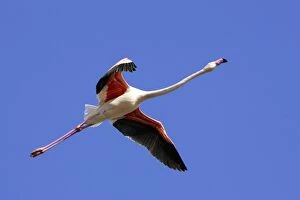 Images Dated 27th December 2005: Greater Flamingo - in flight. Saintes Maries de la Mer - Carmague - France