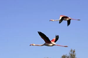 Images Dated 27th December 2005: Greater Flamingo - in flight. Saintes Maries de la Mer - Carmague - France