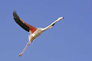 Greater Flamingo - in flight. Saintes Maries de la Mer - Carmague - France