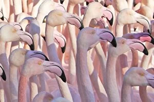 Greater Flamingo - flock