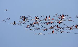 Images Dated 15th February 2008: Greater Flamingo - flock in flight