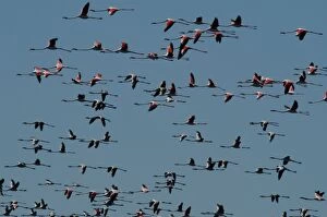Greater Flamingo - Flock in flight