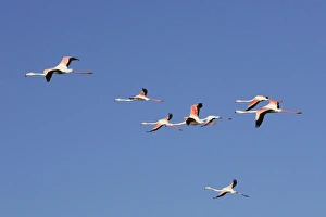 Images Dated 27th December 2005: Greater Flamingo - flock in flight. Saintes Maries de la Mer - Carmague - France