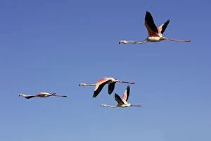 Images Dated 27th December 2005: Greater Flamingo - flock in flight. Saintes Maries de la Mer - Carmague - France