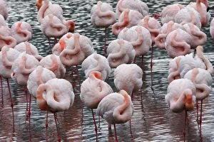 Images Dated 24th December 2005: Greater Flamingo - flock in flight. Saintes Maries de la Mer - Carmague - France
