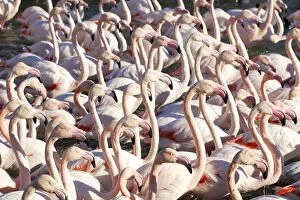 Images Dated 27th December 2005: Greater Flamingo - flock. France