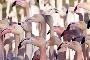 Images Dated 26th December 2005: Greater Flamingo - flock. Saintes Maries de la Mer - Carmague - France