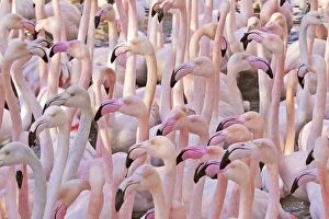 Images Dated 27th December 2005: Greater Flamingo - flock. Saintes Maries de la Mer - Carmague - France