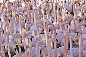 Greater Flamingo - flock. Saintes Maries de la Mer - Carmague - France