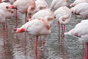 Images Dated 24th December 2005: Greater Flamingo - flock sleeping. Saintes Maries de la Mer - Camargue - France