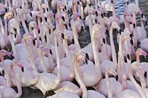 Greater Flamingo - flock in water. Saintes Maries de la Mer - Carmague - France