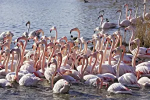 Greater Flamingo - flock in water. Saintes Maries de la Mer - Carmague - France