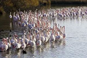 Greater Flamingo - flock in water. Saintes Maries de la Mer - Carmague - France