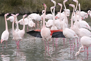 Images Dated 24th December 2005: Greater Flamingo - flock in water displaying with wings out. Saintes Maries de la Mer - Carmague