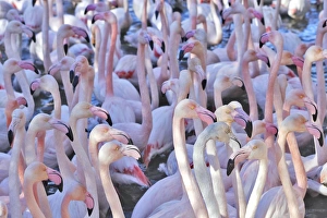 Images Dated 27th December 2005: Greater Flamingo - flock in water. France