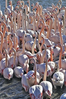 Images Dated 27th December 2005: Greater Flamingo - flock in water. France