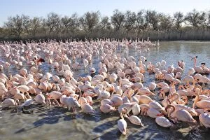 Images Dated 27th December 2005: Greater Flamingo - flock in water. France