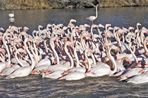 Images Dated 27th December 2005: Greater Flamingo - flock in water. France