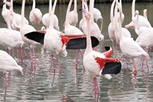 Images Dated 24th December 2005: Greater Flamingo - flock in water. Saintes Maries de la Mer - Carmague - France
