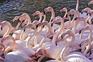 Images Dated 26th December 2005: Greater Flamingo - flock in water. Saintes Maries de la Mer - Carmague - France