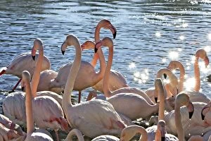 Images Dated 27th December 2005: Greater Flamingo - flock in water. Saintes Maries de la Mer - Carmague - France