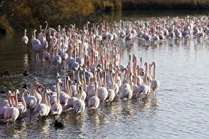 Images Dated 26th December 2005: Greater Flamingo - flock in water. Saintes Maries de la Mer - Carmague - France
