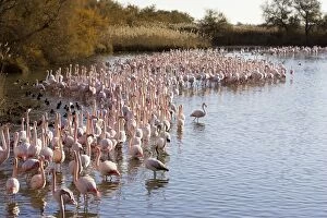 Images Dated 27th December 2005: Greater Flamingo - flock in water. Saintes Maries de la Mer - Carmague - France