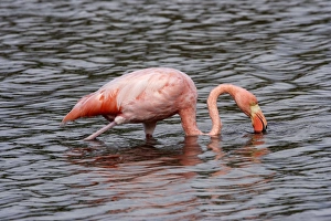 Images Dated 18th April 2005: Greater Flamingo. Floreana Island. galapagos Islands