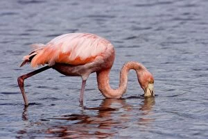 Images Dated 18th April 2005: Greater Flamingo. Floreana Island. galapagos Islands