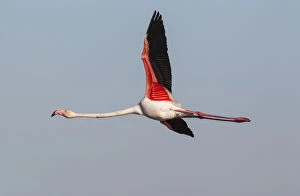 Greater Flamingo - flying at the Laguna de Fuente