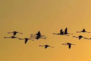 Flamingos Gallery: Greater Flamingo - flying at sunset at the Laguna