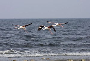 Images Dated 17th March 2006: Greater Flamingo - flying along the tide edge on the Mediterainian Sea, March. Spain