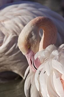 Greater Flamingo - grooming