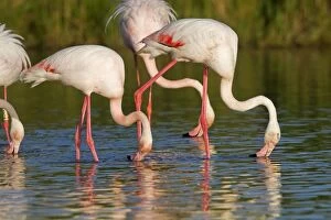 Greater Flamingo - group feeding in water