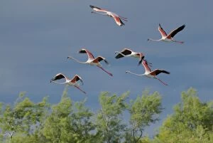 Greater Flamingo - group in flight