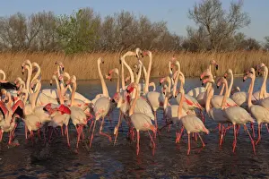 Greater Flamingo - group / flock in water. Pont-de-Gau ornithological park - Saintes Maries de la Mer - Camargue - Bouches du Rhone - France