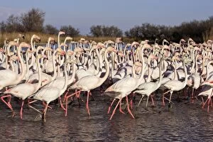Greater Flamingo - group standing in water