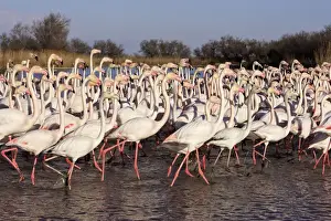 Flocks Prints: Greater Flamingo - group standing in water - Parc Ornithologique du Pont de Gau - Saintes Maries de la mer - Camargue