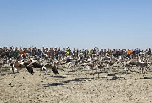 Greater Flamingo - immatures are released again