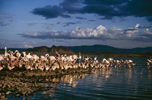 Communities Prints: Greater Flamingo Kenya, Africa