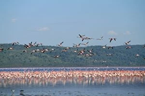 Images Dated 17th June 2009: Greater Flamingo Kenya, Africa