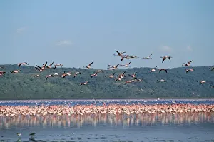 Mass Flock Prints: Greater Flamingo Kenya, Africa