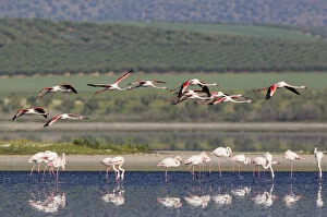 Flamingos Gallery: Greater Flamingo - at the Laguna de Fuente de Piedra