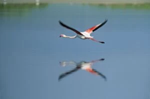 Images Dated 23rd July 2007: Greater Flamingo - At the Laguna de Fuente de Piedra, near the town of Antequera; this is